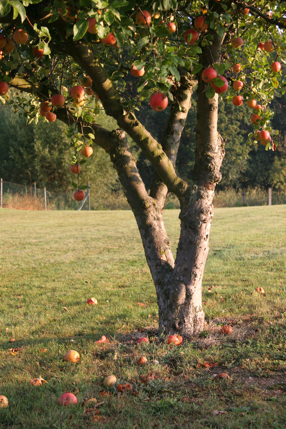 Äpfel am Baum © Karina Baumgart - Fotolia
